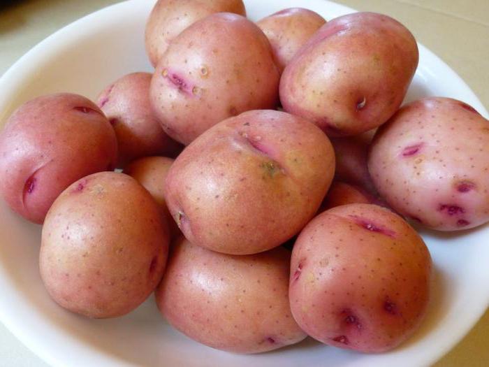 сколько по времени варить картошку для оливье